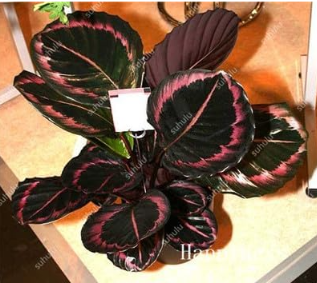 Mixed Palm Tree Turtle Leaves Seed (Color: 5)