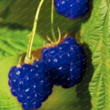 Rare Raspberry Flores Genuine Wild Seeds