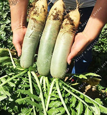 Green Sweet Radish Seeds Organic Vegetables and Fruit