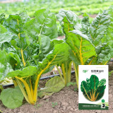Jiayuan Golden Chard Seeds