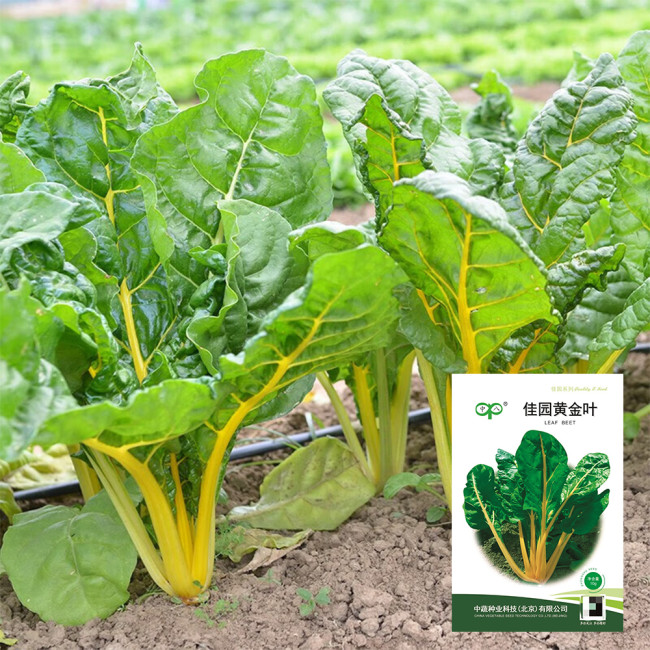 Jiayuan Golden Chard Seeds
