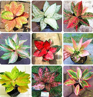 Aglaonema 'Pink Dud' Seeds Beautiful Mosaic Plants Perennial Evergreen Trees (Color: MIX)