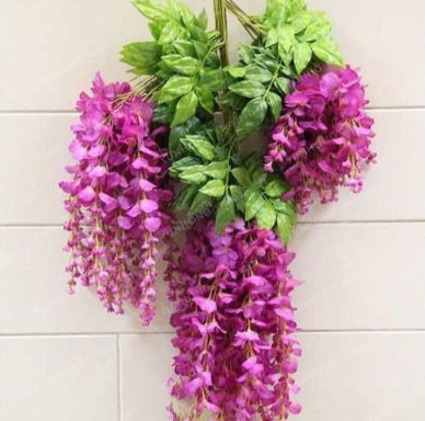 Rare Wisteria Seed Mixed Color Flower (Color: 7)