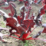 Red Swiss Chard Seeds