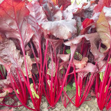 Red Swiss Chard Seeds