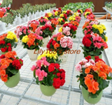 Rare Rose Rieger begonia Seed (Color: mix)
