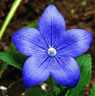 Blue Balloon Flower Seed Platycodon Grandiflorus Perennial Seed
