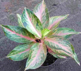 Aglaonema 'Pink Dud' Seeds Beautiful Mosaic Plants Perennial Evergreen Trees (Color: 8)