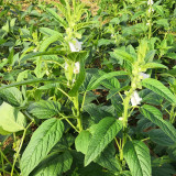Zhengzhi HL12 Black Sesame Seeds