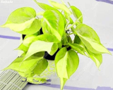 Philodendron Plant Seeds Indoor Air Purification (Color: 4)