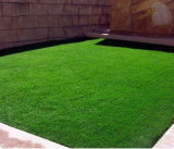 Korean Lawn Grass (Zoysia Tenuifolia) Evergreen Lawn Seeds