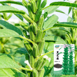 Zhengzhi HL12 Black Sesame Seeds