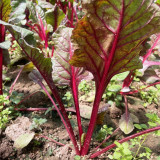 Red Swiss Chard Seeds