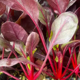 Red Swiss Chard Seeds