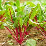 Red Swiss Chard Seeds