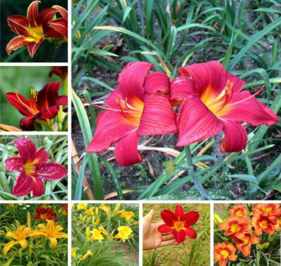 Hemerocallis Home Garden Seed Outdoor Perennial Flower Semillas