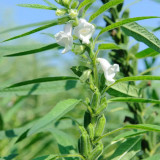 Zhengzhi HL12 Black Sesame Seeds