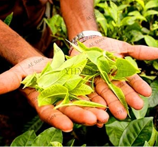 Chinese Green Tea Tree Seeds Camellia sinensis Home Garden