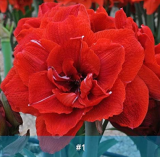 Amaryllis Bulbs (Color: Amaryllis1)