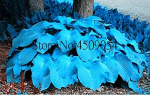 Hosta Fragrant Plantain Lily Seed (Color: 6)