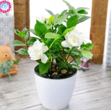 Gardenia jasminoides Bulbs Seed White Cape Jasmine Fragrant Flower