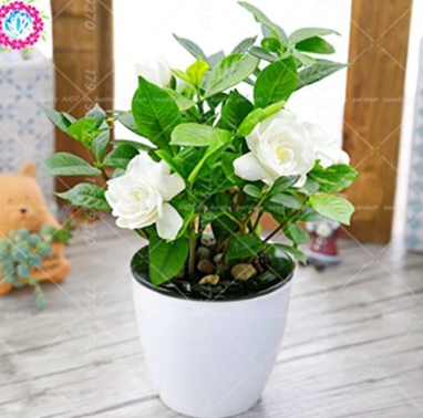 Gardenia jasminoides Bulbs Seed White Cape Jasmine Fragrant Flower