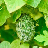 Kiwano Melon Seeds