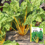 Golden-Leaf Chard Seeds