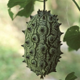 Kiwano Melon Seeds
