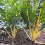 Golden-Leaf Chard Seeds