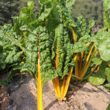 Golden-Leaf Chard Seeds