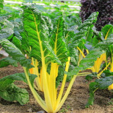 Golden-Leaf Chard Seeds