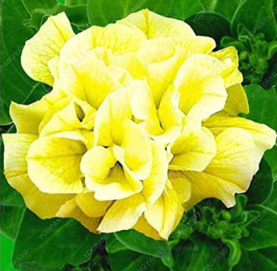 Petunia Garden Seed Moon Night Double Flowers