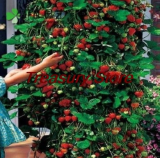 climbing strawberry Seed Red Strawberry (Color: A11)