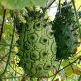 Kiwano Melon Seeds