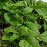 New Zealand Spinach Seeds