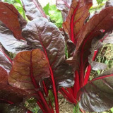 Red-Leaf Chard Seeds
