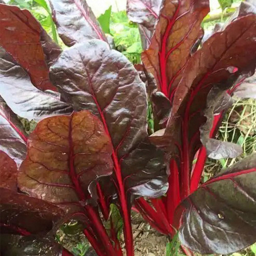 Red-Leaf Chard Seeds