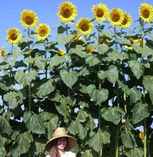 Giant Sunflower Seeds