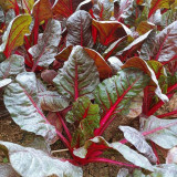 Red-Leaf Chard Seeds
