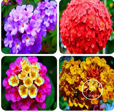 Lantana Camara Seed World's Rare Flowers (Color: Mix)