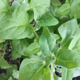 New Zealand Spinach Seeds