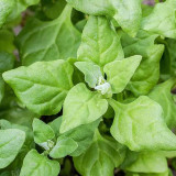 New Zealand Spinach Seeds
