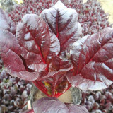 Red-Leaf Chard Seeds