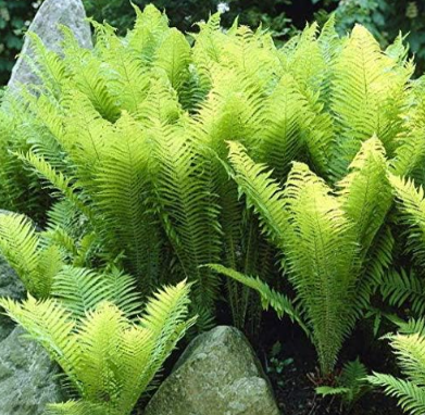 Japanese Rare Creeper Boston Fern Seed Vines Grass Foliage (Color: Army Green)
