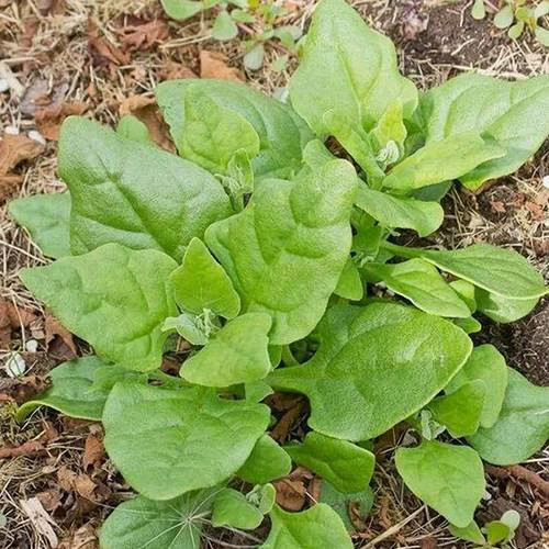 New Zealand Spinach Seeds