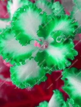 Exotic African Violet Plants Seeds Green & White Damask Petails