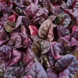 Red-Leaf Chard Seeds