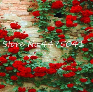 Climbing Rose Seed Perennial Indoor Climbing Charming Rose (Color: 4)