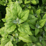 New Zealand Spinach Seeds